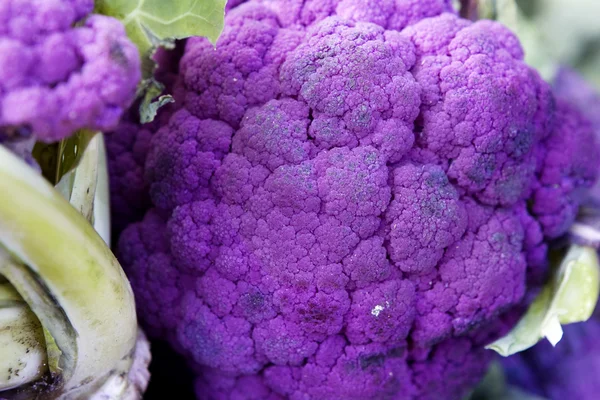 Kembang kol ungu — Stok Foto
