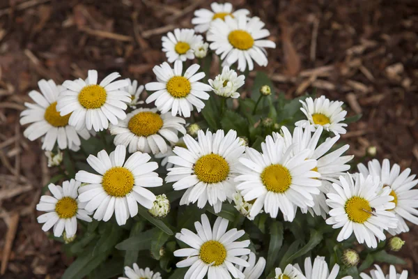 Vita daisy i parken — Stockfoto