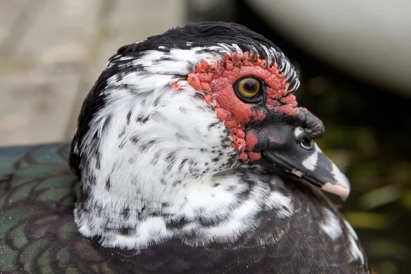 Wild duck — Stock Photo, Image