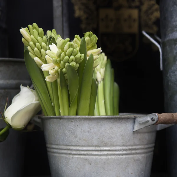 Flor de jacinto blanco en un cubo vintage —  Fotos de Stock