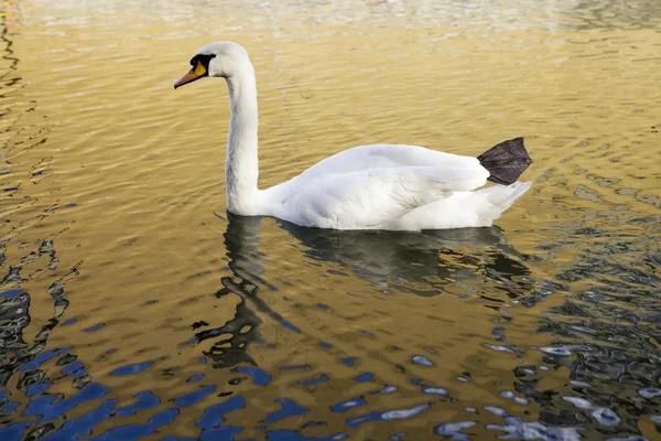 A swan in the water and reflection — Stock Photo, Image
