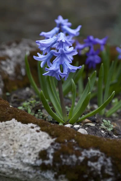 Mavi sümbül çiçeği — Stok fotoğraf