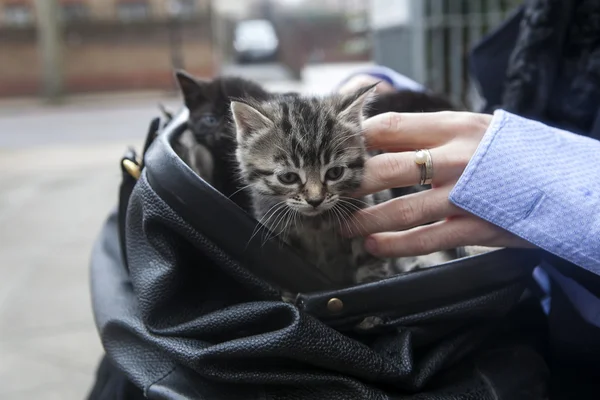 Valigia con gattini — Foto Stock