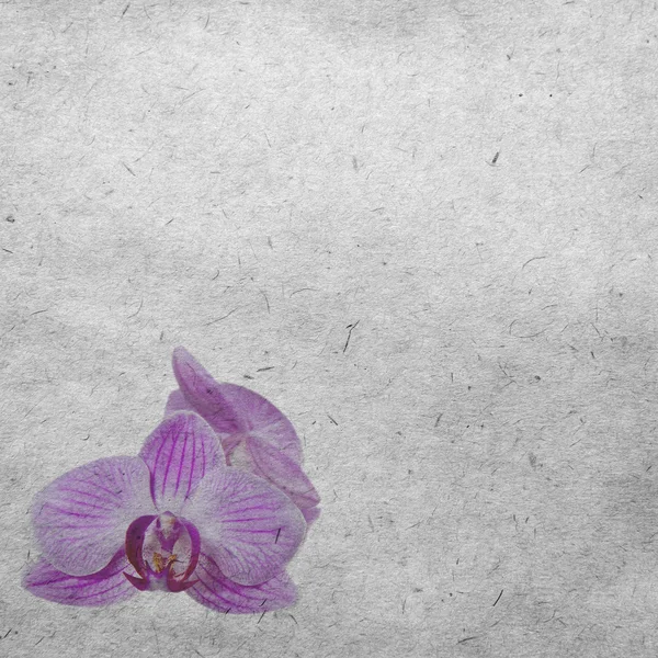 Behang met paarse orchid — Stockfoto