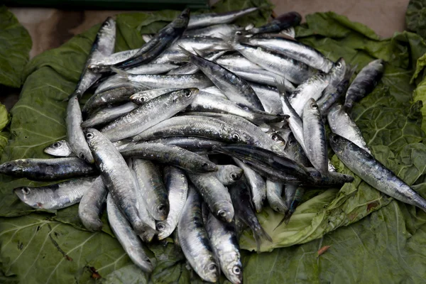 Taze balık deniz ürünleri pazarında çeşitli — Stok fotoğraf