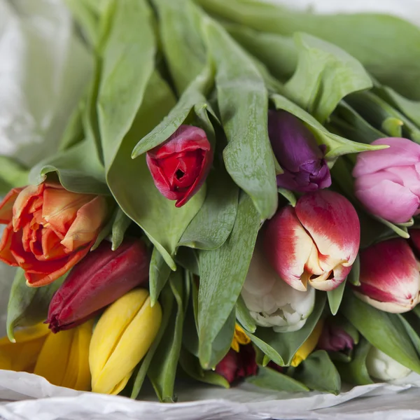 Amarillo, rosa, rojo, violeta tulipanes — Foto de Stock