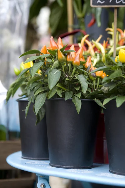 Blume im Geschäft — Stockfoto