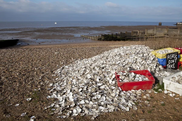 Oyster recycling in Whitstable, South East England — Stock Photo, Image