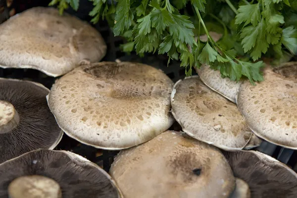 Mushroom — Stock Photo, Image