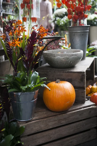 Flower chinese lantern lily and pumpkin — Stock Photo, Image