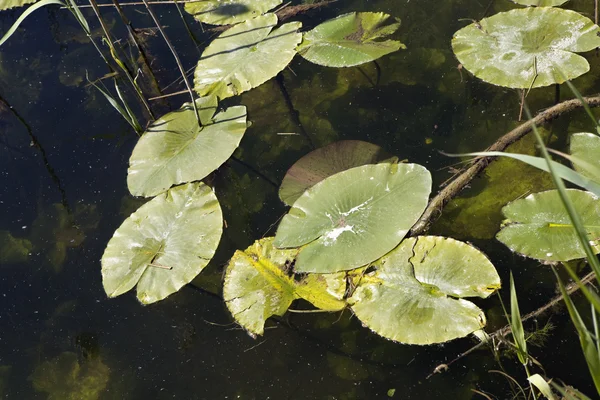 연못 풍경 — 스톡 사진