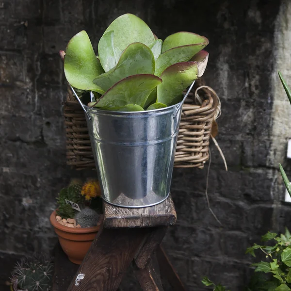 Succulent in zink busket as a decoration of street — Stock Photo, Image