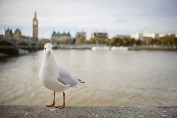 Gaviota frente Big Ben — Foto de Stock