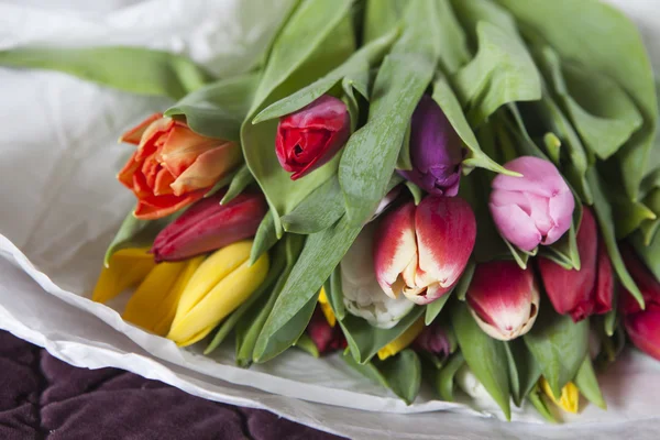Amarelo, rosa, vermelho, tulipas violetas — Fotografia de Stock
