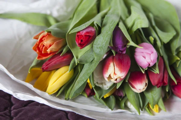 Gele, roze, rode, violette tulpen — Stockfoto