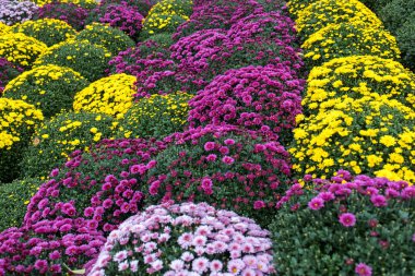 Çiçekçide beyaz, pembe, kırmızı veya sarı kasımpatı bitkileri. Burgundy Chrysanthemums bahçesi ya da açık hava parkı. Kart olarak yaprakları olan kasımpatı çiçeği renkli çiçek arkaplanı