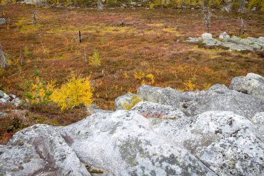 Rusya 'nın Karelia, Vottovaara Dağı' nda, doğa koruma alanında yosun ile kaplanmış bir kayanın etrafındaki yaban mersini ve yaban mersini dolu sonbahar çalılıklarına hoş geldiniz..