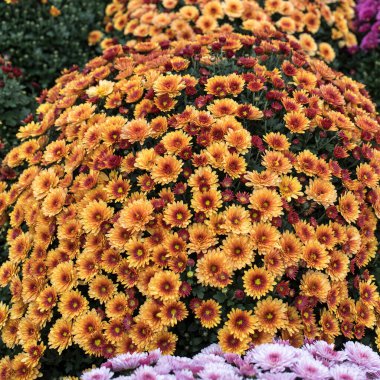 Çiçekçide beyaz, pembe, kırmızı veya sarı kasımpatı bitkileri. Burgundy Chrysanthemums bahçesi ya da açık hava parkı. Kart olarak yaprakları olan kasımpatı çiçeği renkli çiçek arkaplanı