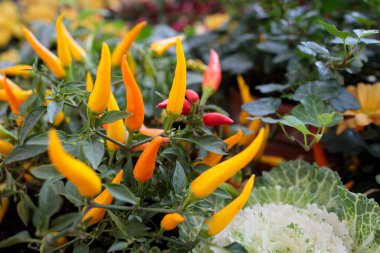 Tatlı ve kırmızı biber, sarı ve mor biber. Pencere kenarını süsleyin.