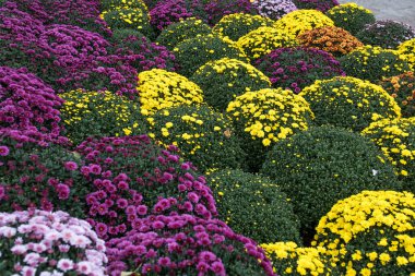 Çiçekçide beyaz, pembe, kırmızı veya sarı kasımpatı bitkileri. Burgundy Chrysanthemums bahçesi ya da açık hava parkı. Kart olarak yaprakları olan kasımpatı çiçeği renkli çiçek arkaplanı