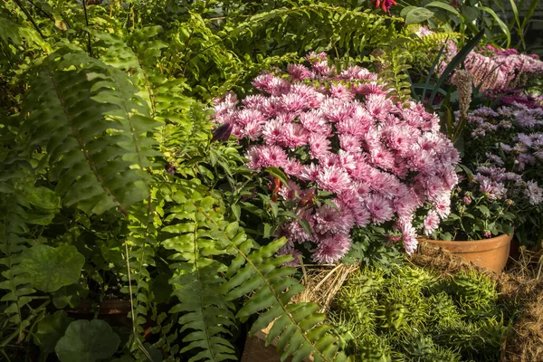 Paarse Chrysanten Varens Sieren Herfsttuin — Stockfoto