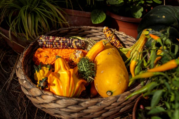 Olika Typer Små Dekorativa Pumpor Korg Som Dekoration Trädgården — Stockfoto