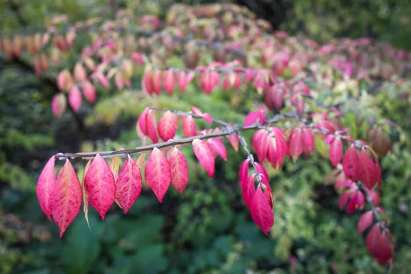 Colorful Background Macro Closeup Stunning Euonymus Alatus Winged Spindle Burning — Stock Photo, Image