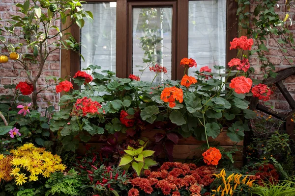 Des Caisses Géraniums Fleurs Rouges Ornent Rebord Fenêtre Café Extérieur — Photo
