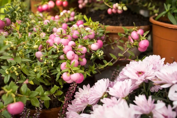 Pink Snowberry Purple Chrysanthemums Decorate Flowerbed Lawn Garden — Stock Photo, Image