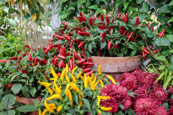 Dolce Peperoncino Rosso Giallo Viola Peperoncino Decorare Davanzale — Foto Stock