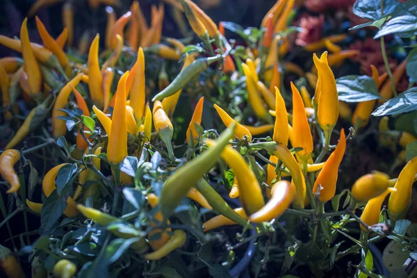 Capsicum Pimiento Amarillo Dulce Chile Decorar Alféizar Ventana —  Fotos de Stock