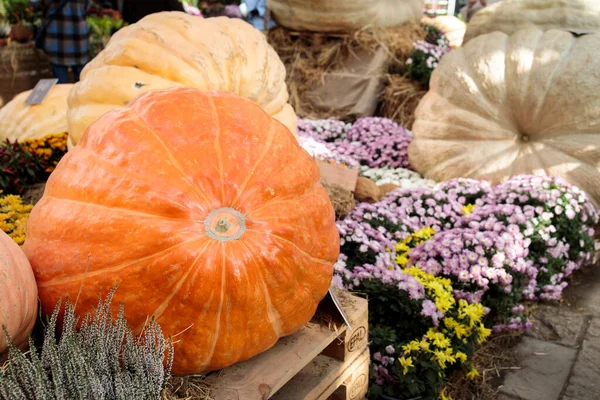 Moscú Rusia Septiembre 2021 Dos Calabazas Gigantes Tradicional Exposición Otoño —  Fotos de Stock