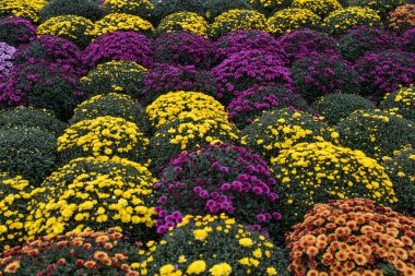 Çiçekçide beyaz, pembe, kırmızı veya sarı kasımpatı bitkileri. Burgundy Chrysanthemums bahçesi ya da açık hava parkı. Kart olarak yaprakları olan kasımpatı çiçeği renkli çiçek arkaplanı