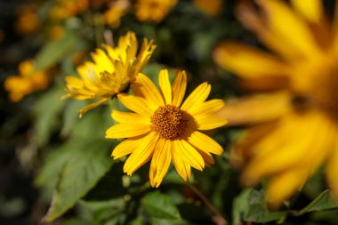 Helianthus pauciflorus, ayçiçeği familyasından Kuzey Amerika 'da yetişen bir bitki türü. Kare kare