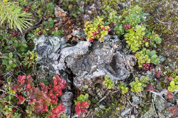 Reddening Autumn Thickets Blueberries Lingonberries Stone Overgrown Moss Nature Reserve — Stock Photo, Image