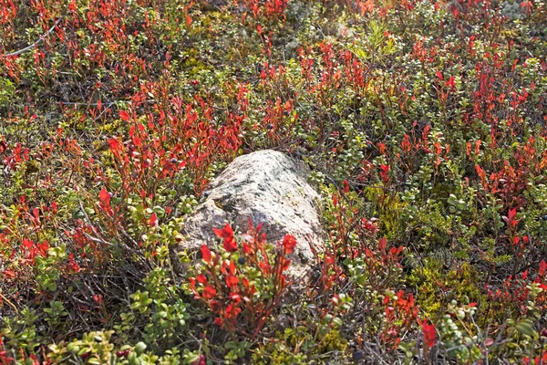 俄罗斯卡累利阿Vottovaara山上的一块长满苔藓的石子周围 长满了蓝莓和覆盆子 秋天一片红绿 — 图库照片