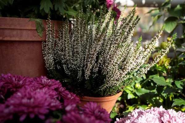 Pink Snowberry Pumpkin Purple Heather Adorn Flower Bed Garden Lawn — Stock Photo, Image