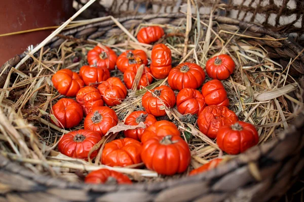 Solanum Aethiopicum Una Cesta Mimbre Decorar Alféizar Ventana —  Fotos de Stock