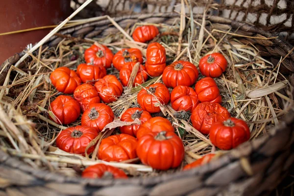 Solanum Aethiopicum Proutěném Koši Zdobí Parapet — Stock fotografie