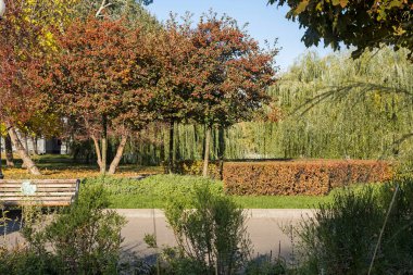 Yuvarlak Japon elma ağaçları, kırmızı ve sarı budanmış böğürtlen çalıları, ağlayan söğüt ağaçları, güzel bir sonbaharda çimenler. Güneşi. Seçici Keskinlik