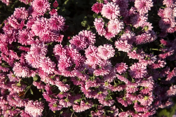 Фоне Фиолетовых Хризантем Растущих Пределами Парка — стоковое фото