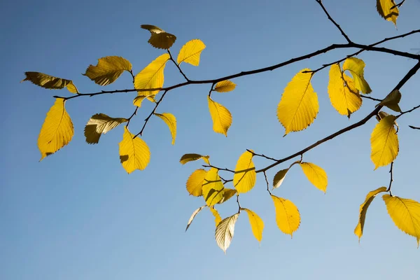 Folhas Amarelas Árvore Ulmeiro Contexto Céu Azul Outono — Fotografia de Stock
