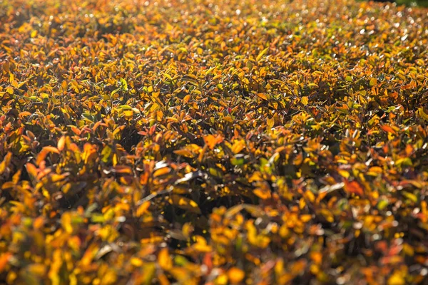 Червоно Жовті Оброблені Кущі Барбарису Восени Гарну Погоду Сонце Вибіркова — стокове фото