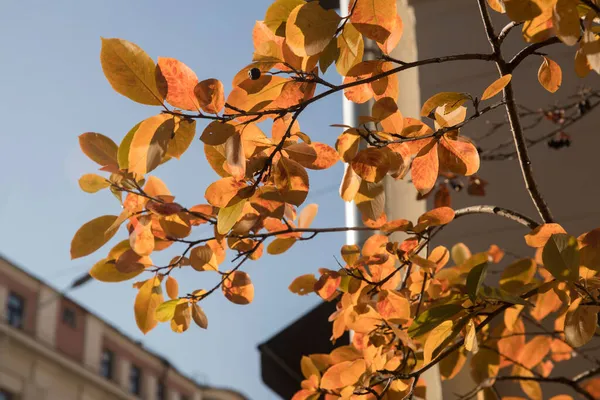 Folhas Amarelas Vermelhas Chokeberry Contexto Céu Azul Edifícios Disparado Abaixo — Fotografia de Stock