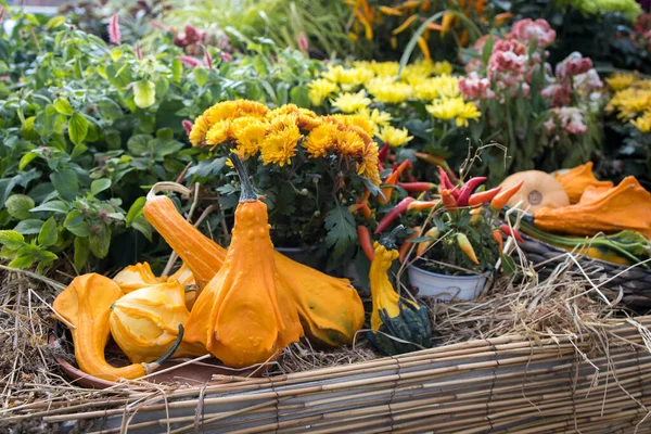 Verschiedene Arten Von Kleinen Dekorativen Kürbissen Einem Weidenkorb Als Gartendekoration — Stockfoto