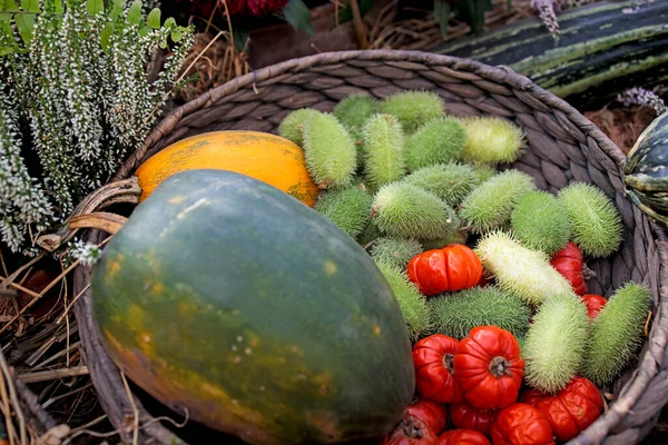 Komkommer Een Rieten Mandje Spuiten Versieren Een Vensterbank — Stockfoto