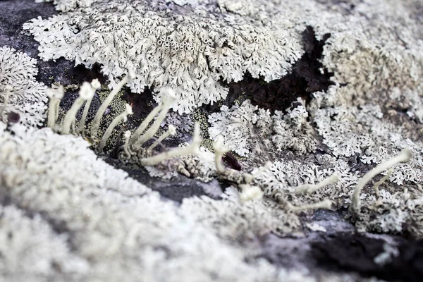 Kareliaの大きな岩の上に異なる種類の苔と地衣類 ラサリア プストゥラタ Lasallia Pustulata 菌類のウンビリカリア科に属するリチェンの一種である — ストック写真