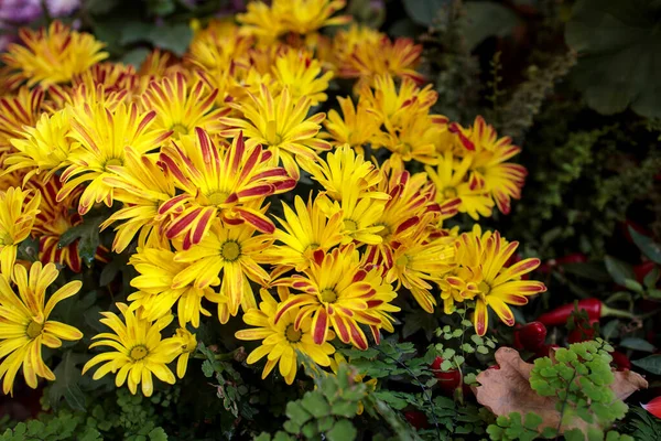 Hintergrund Der Gelben Chrysanthemen Die Draußen Park Wachsen — Stockfoto