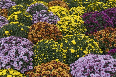 Çiçekçide beyaz, pembe, kırmızı veya sarı kasımpatı bitkileri. Burgundy Chrysanthemums bahçesi ya da açık hava parkı. Kart olarak yaprakları olan kasımpatı çiçeği renkli çiçek arkaplanı