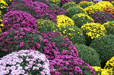 Çiçekçide beyaz, pembe, kırmızı veya sarı kasımpatı bitkileri. Burgundy Chrysanthemums bahçesi ya da açık hava parkı. Kart olarak yaprakları olan kasımpatı çiçeği renkli çiçek arkaplanı
